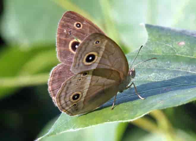 �q���W���m��